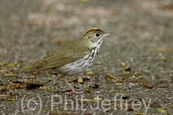 Ovenbird