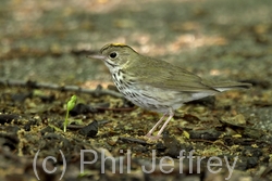 Ovenbird