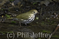 Ovenbird