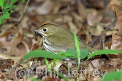 Ovenbird