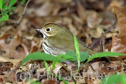 Ovenbird