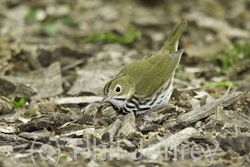 Ovenbird