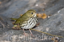 Ovenbird