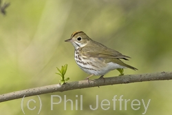 Ovenbird