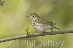 Ovenbird