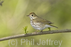 Ovenbird