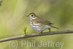 Ovenbird