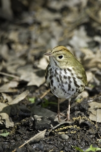 Ovenbird