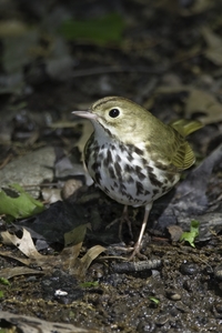 Ovenbird