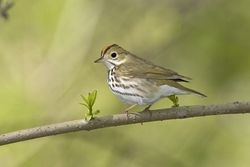 Ovenbird