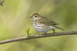 Ovenbird