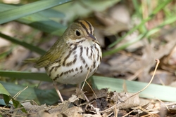 Ovenbird