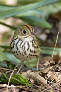 Ovenbird