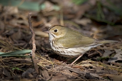 Ovenbird