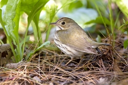 Ovenbird