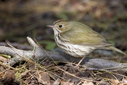 Ovenbird