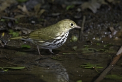 Ovenbird