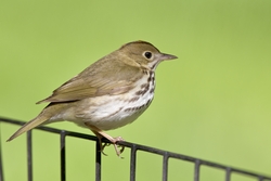 Ovenbird