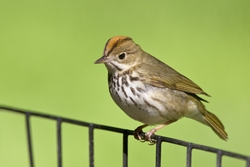 Ovenbird