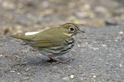 Ovenbird