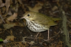 Ovenbird