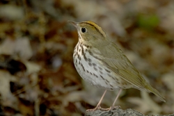 Ovenbird
