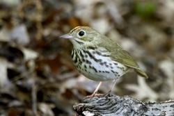 Ovenbird