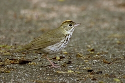 Ovenbird