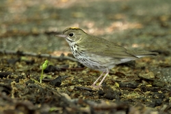 Ovenbird