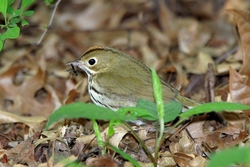 Ovenbird