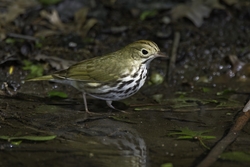 Ovenbird