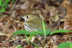 Ovenbird