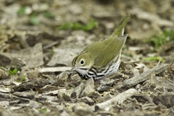 Ovenbird