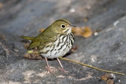 Ovenbird