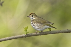 Ovenbird
