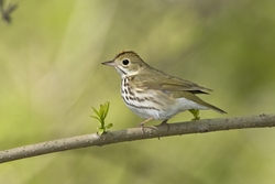 Ovenbird