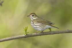 Ovenbird