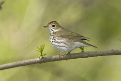 Ovenbird
