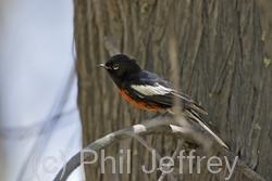 Painted Redstart