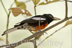 Painted Redstart