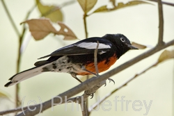 Painted Redstart