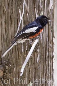 Painted Redstart