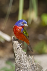 Painted Bunting
