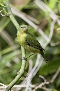 Painted Bunting