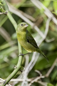 Painted Bunting