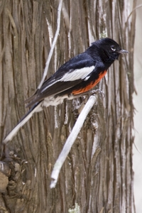 Painted Redstart