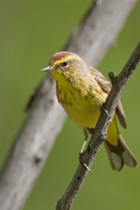 Palm Warbler