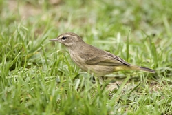 Palm Warbler