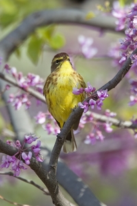 Palm Warbler