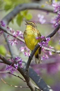 Palm Warbler